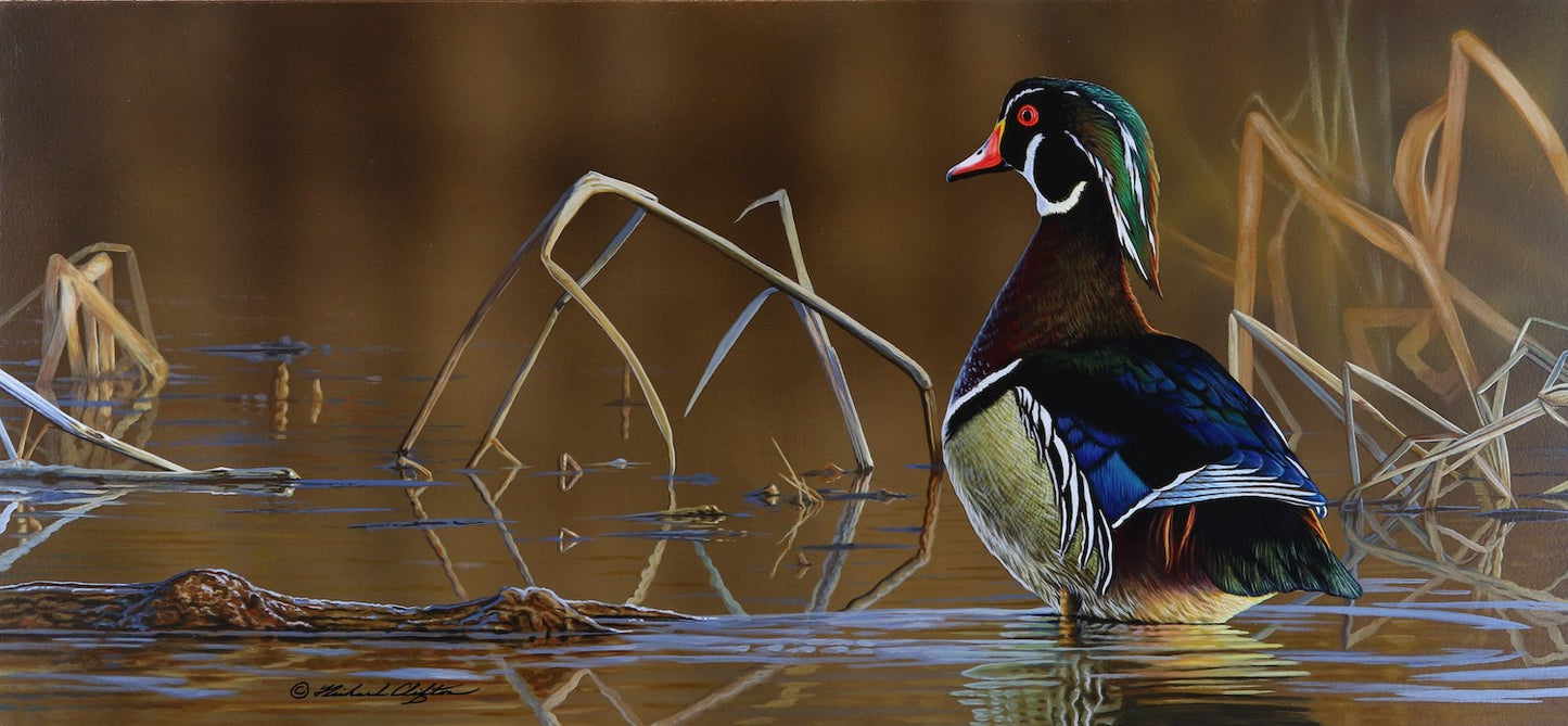Wood Duck - Drake by Richard Clifton - Original Painting