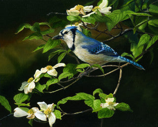 Bird Paintings and Prints