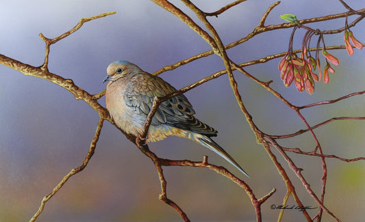 Mourning Dove by Richard Clifton original painting