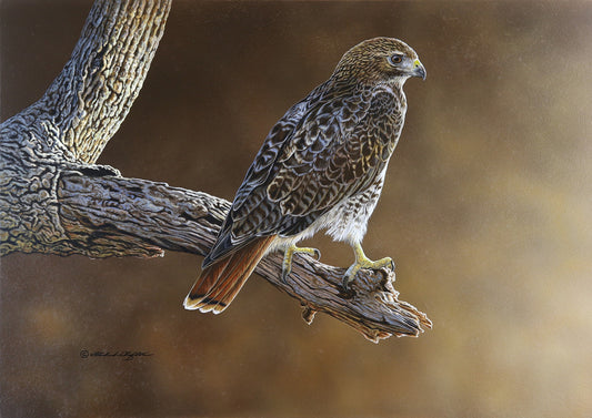 Red-Tailed Hawk by Richard Clifton - Original Painting
