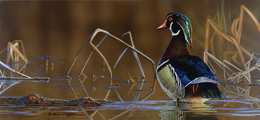 Wood Duck - Drake by Richard Clifton - Original Painting