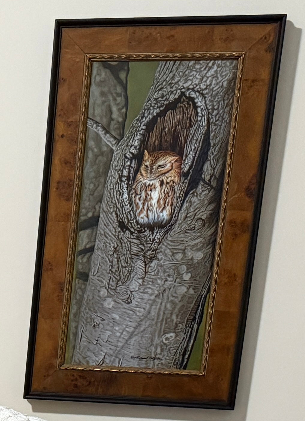 Sleepy-Screech Owl by Richard Clifton