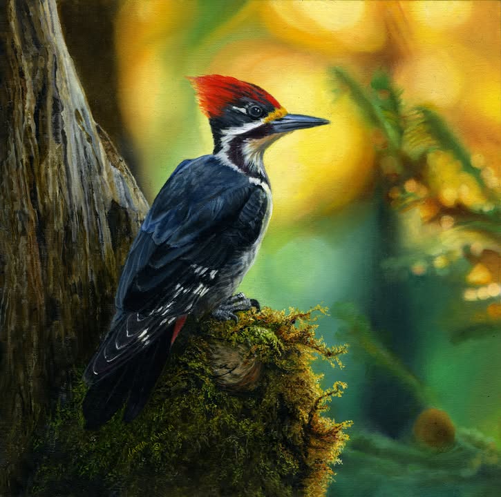 Pileated Woodpecker by Karla Mann 8x8 original painting