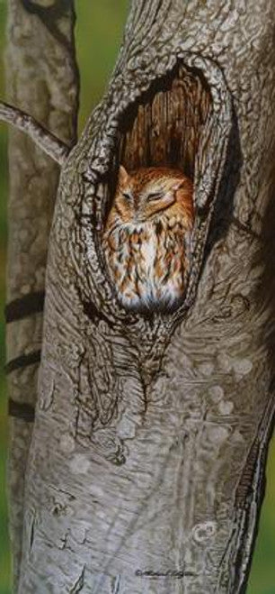 Sleepy-Screech Owl by Richard Clifton